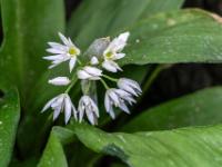 Frisch entfaltete Bärlauchblüten Dolde
